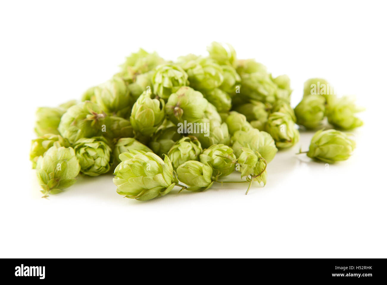 Fresh green hops Stock Photo