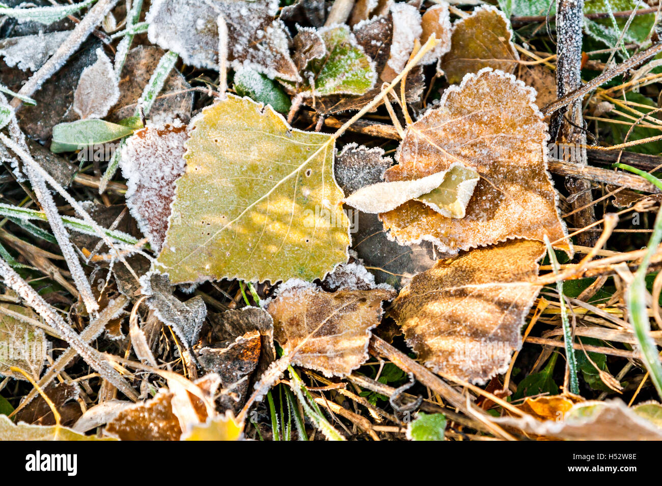 yellow autumn leaves on the ground covered with frost Stock Photo - Alamy