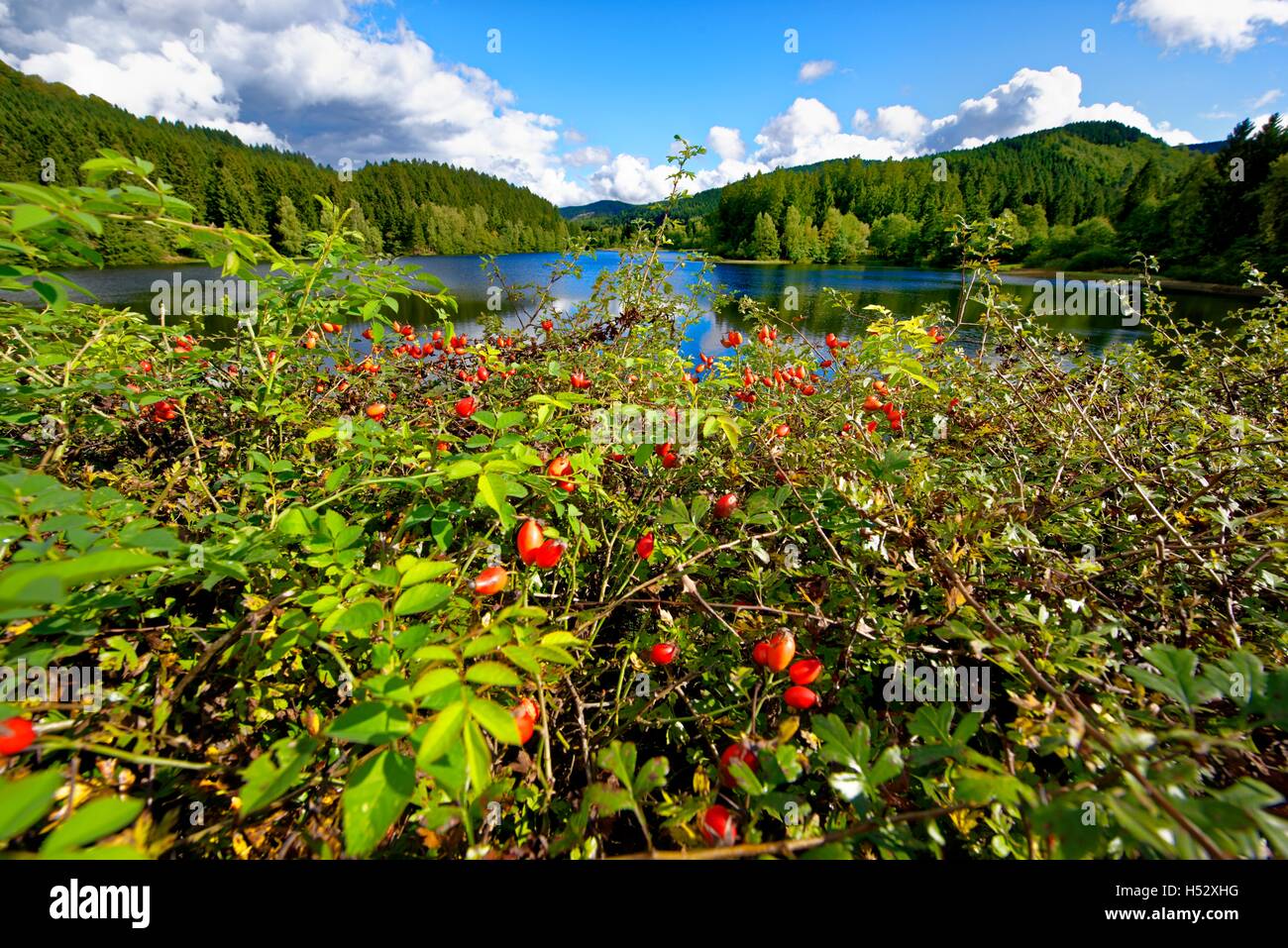 Sösestausee in Harz,Germany. Stock Photo