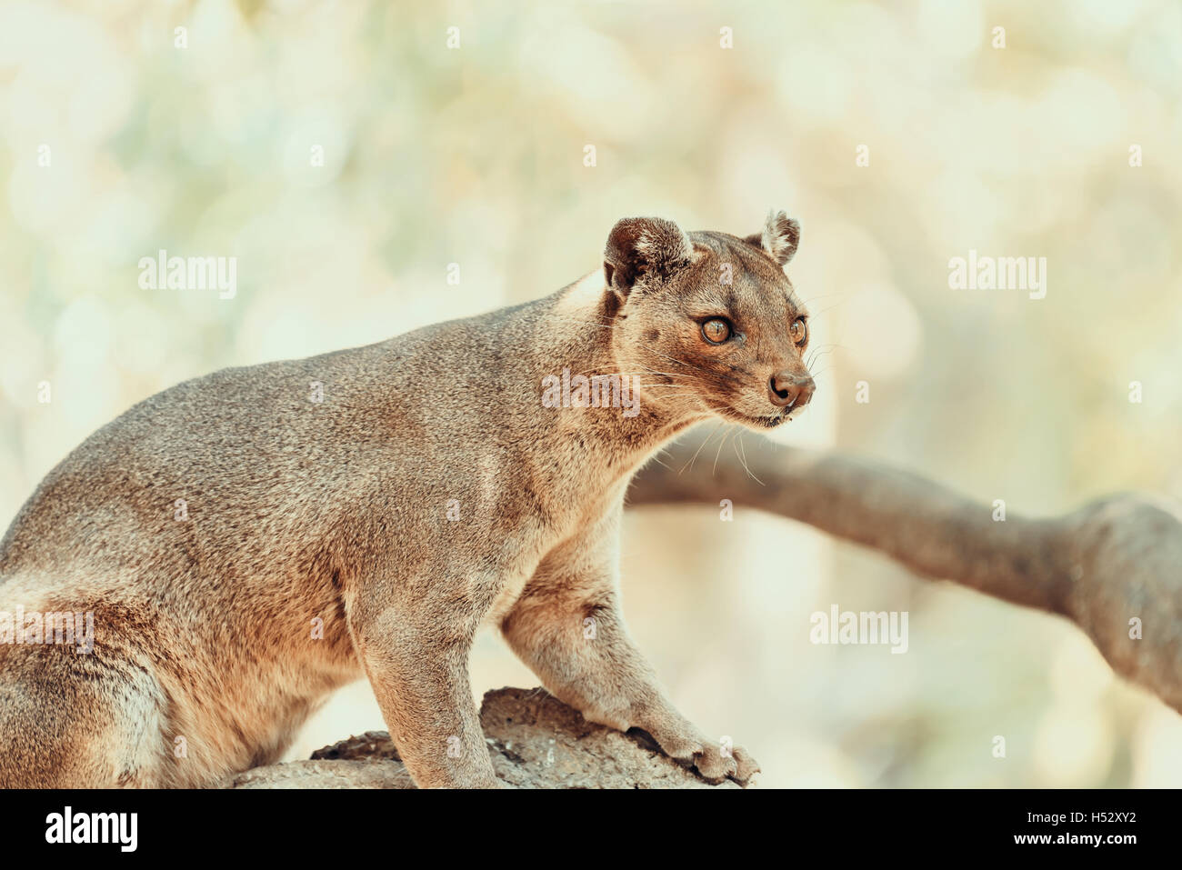 Fossa (Cryptoprocta Ferox) Cat In Madagascar Stock Photo