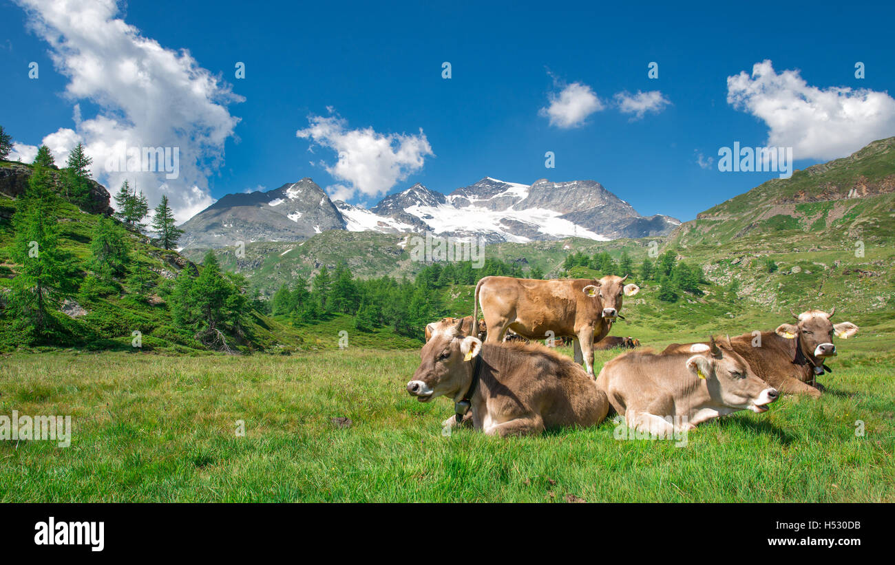 Grazing cows in the Swiss mountains Stock Photo - Alamy