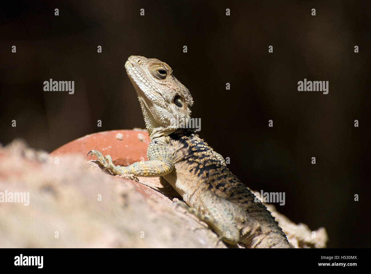 Agama Lizard Hi Res Stock Photography And Images Alamy