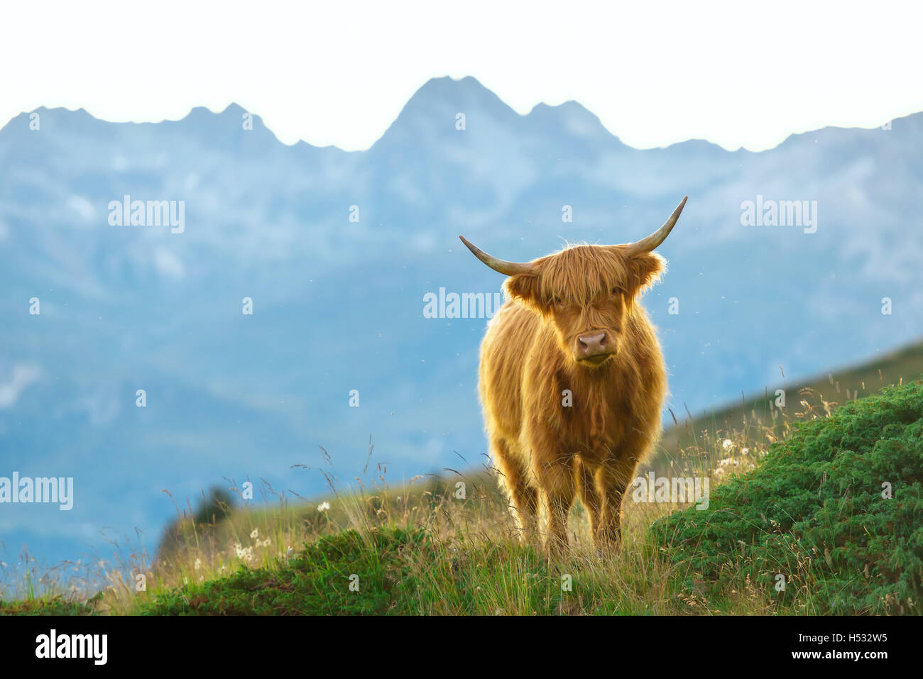 Highlander - Scottish cow On the Swiss Alps Stock Photo - Alamy