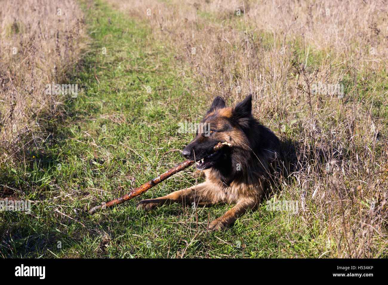 German shepherd dog chewing on a stick Stock Photo