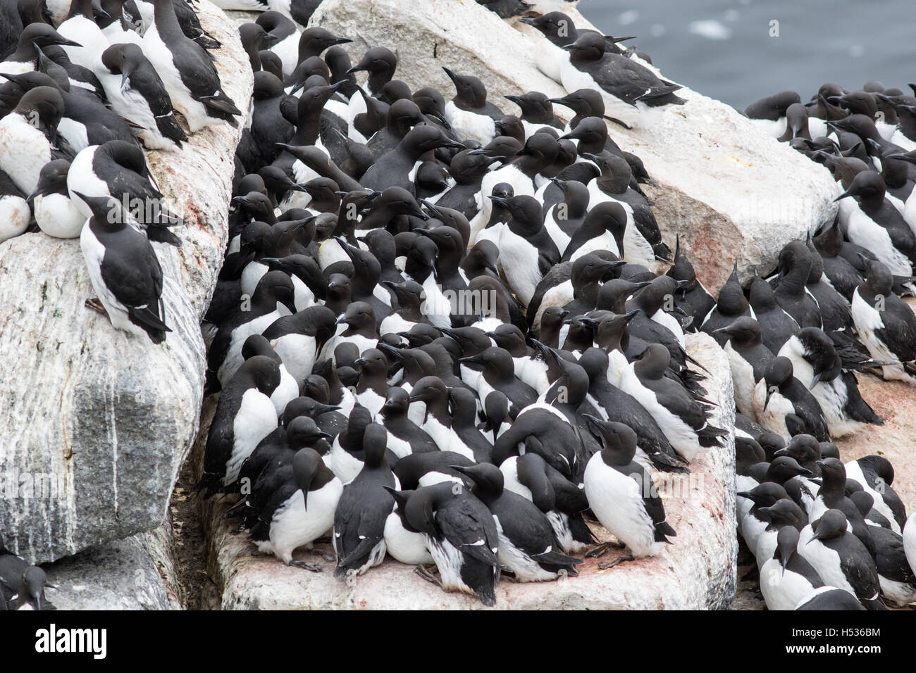 Common murre bering sea hi-res stock photography and images - Alamy
