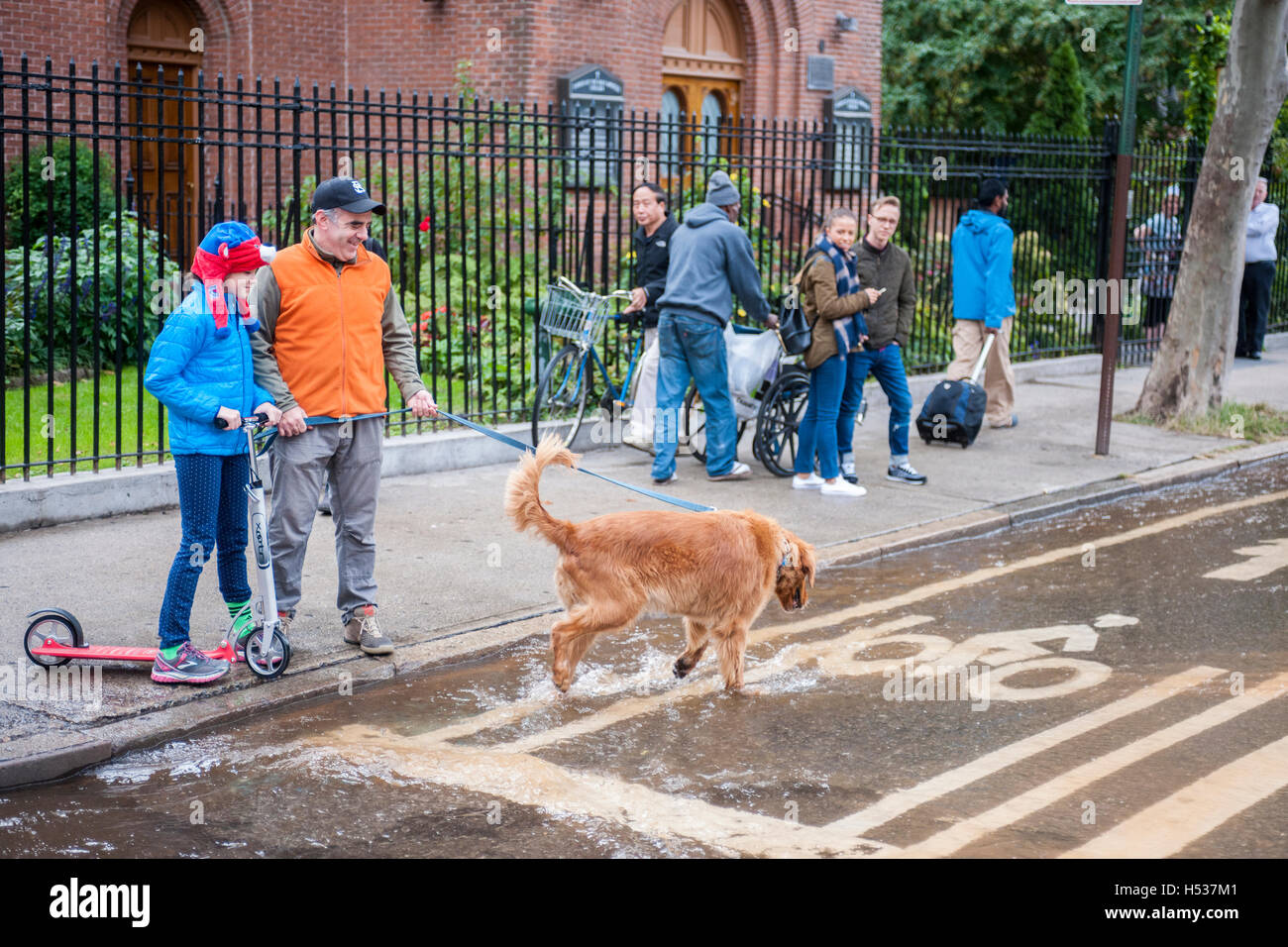 Onlookers allow their dog to play in the flowing water from a watermain break  in the Chelsea neighborhood of New York on Wednesday, October 12, 2016. The watermain break caused water to gush but it was mostly contained to the street safely running into storm drains. (© Richard B. Levine) Stock Photo