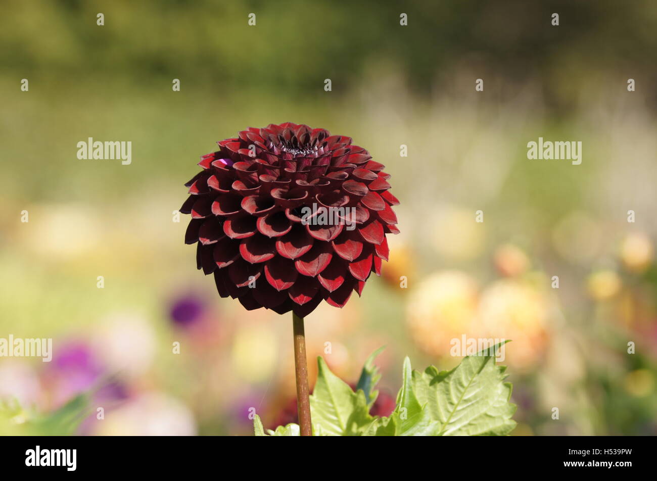 Golden acre park hi-res stock photography and images - Alamy