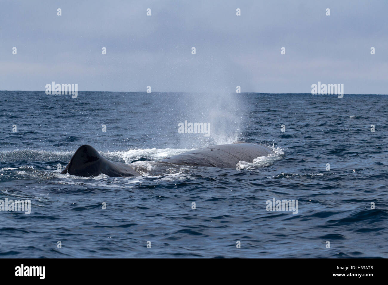 A mount of sperm a whale produces