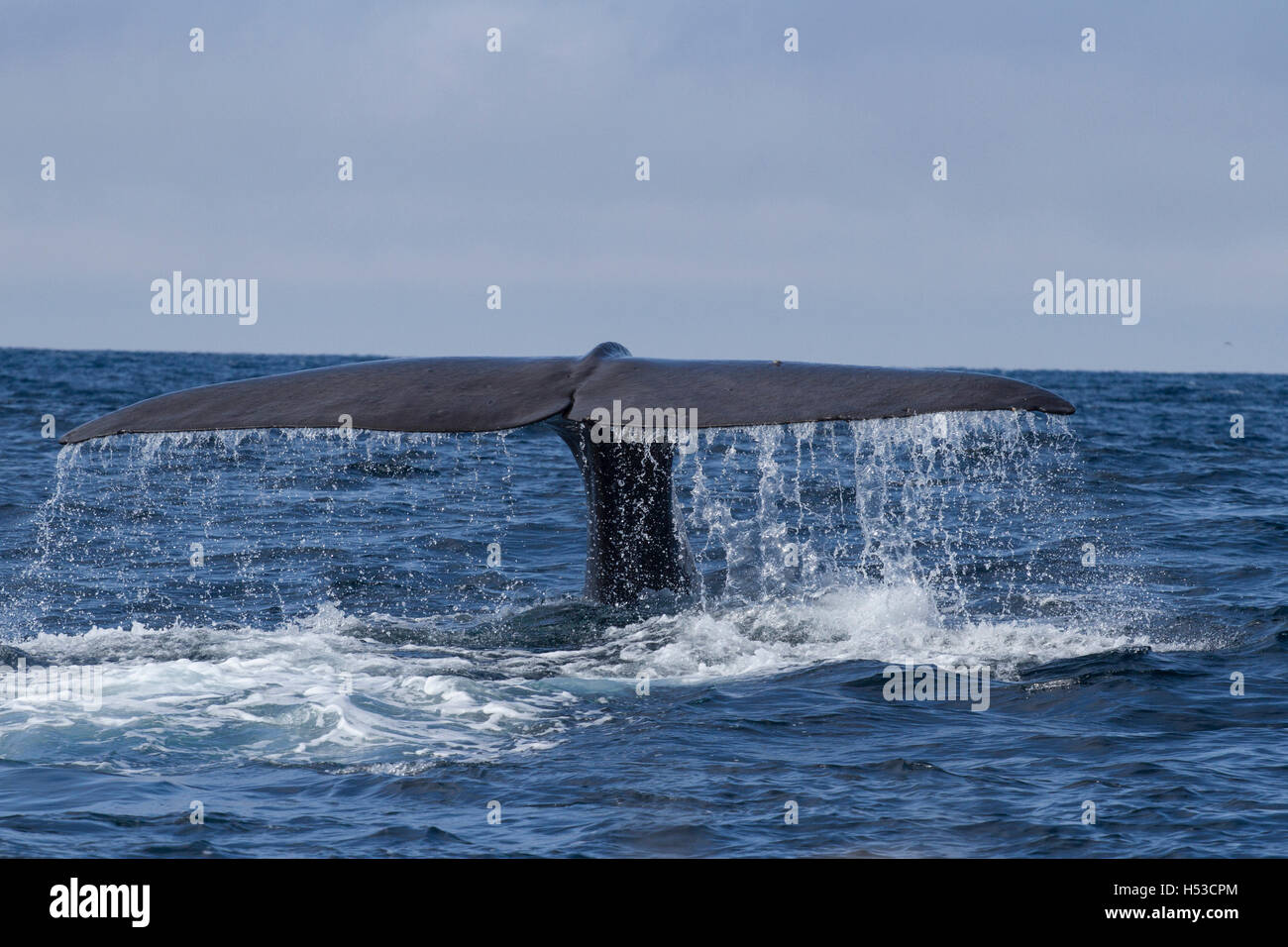 Tail whale diving water pacific hi-res stock photography and images - Alamy