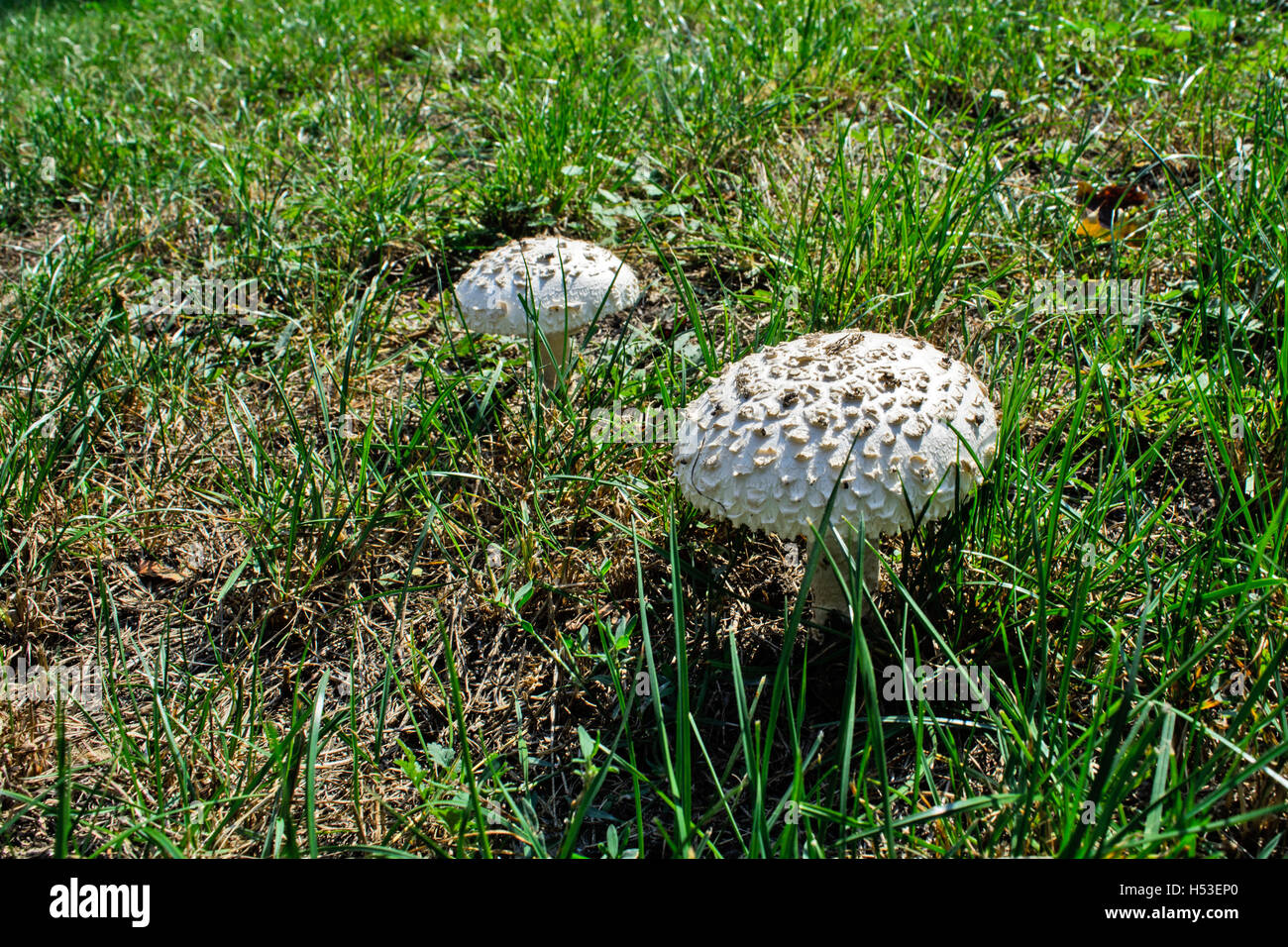 Beautiful white mushrooms growing in the grass. Stock Photo