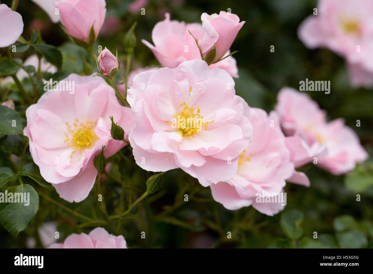 Rosa 'Poulshine' flowers. Pale pink shrub rose in an English garden. Stock Photo