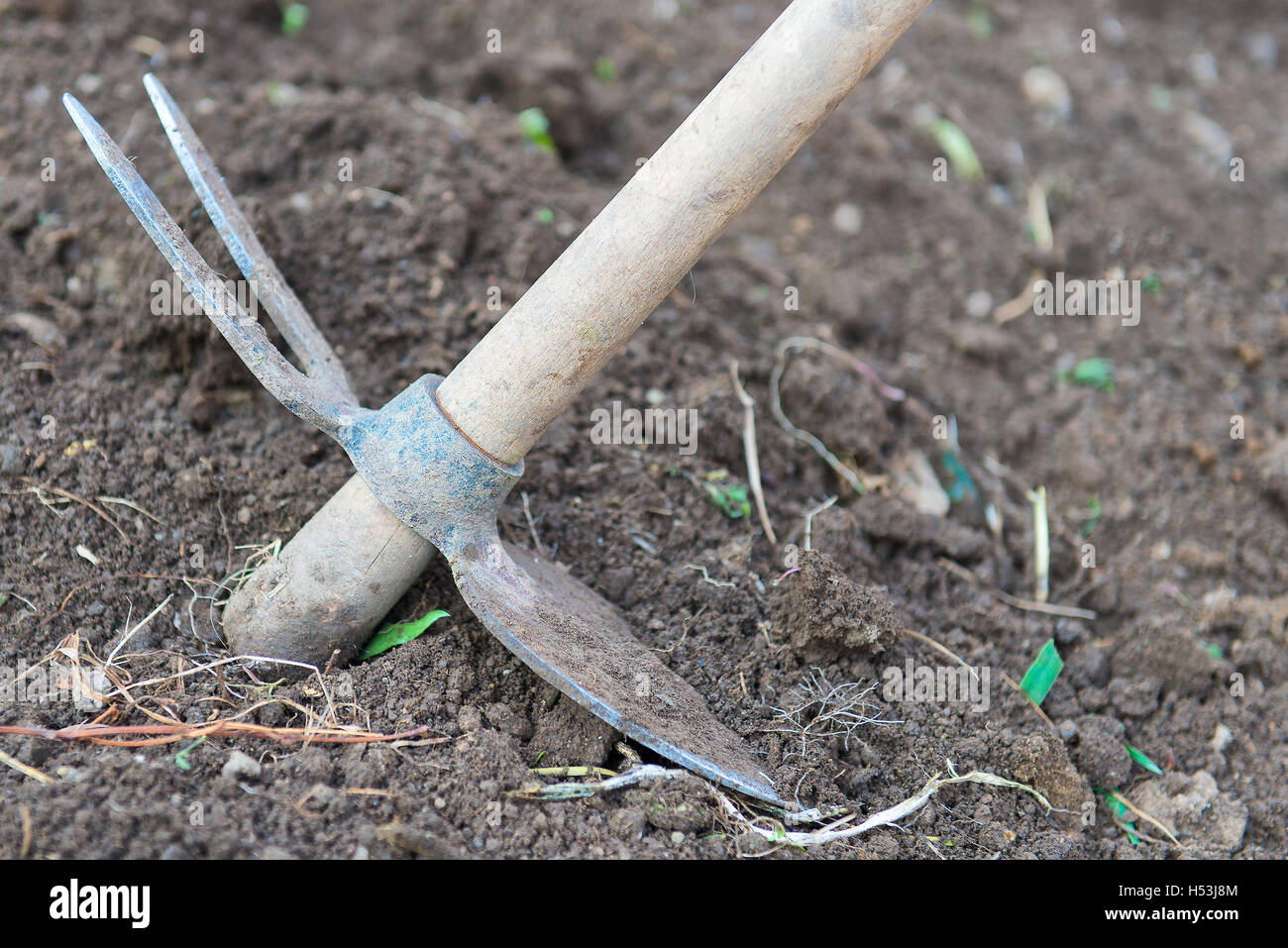 Hoe vegetable garden in the ground Stock Photo Alamy