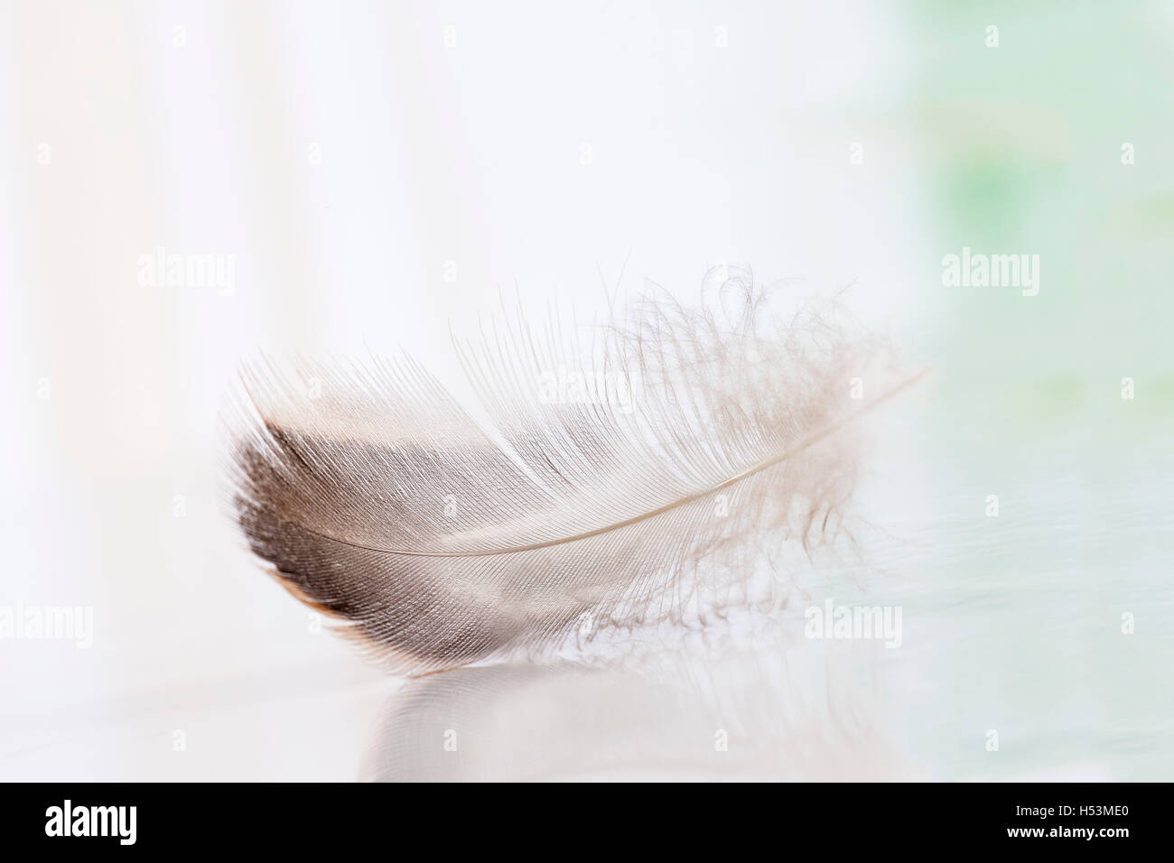 Lone feather in the sky, Symbol of softness Stock Photo
