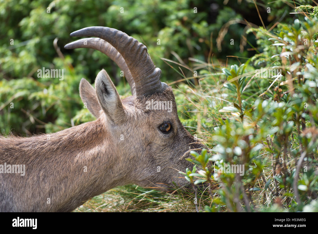 Ibex eating grass Stock Photo - Alamy