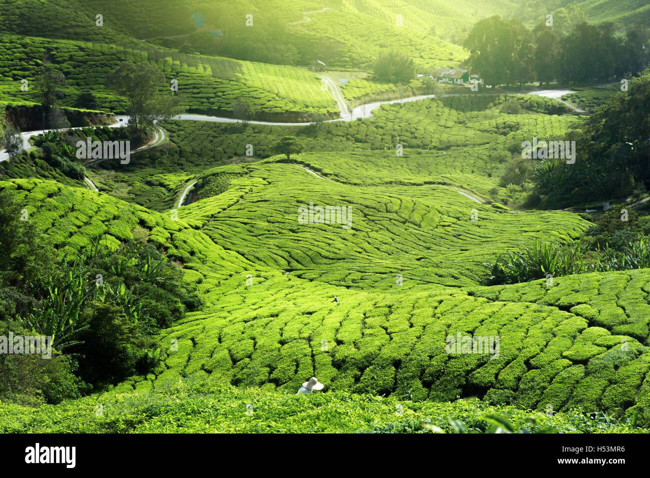 tea plantation in mist Stock Photo