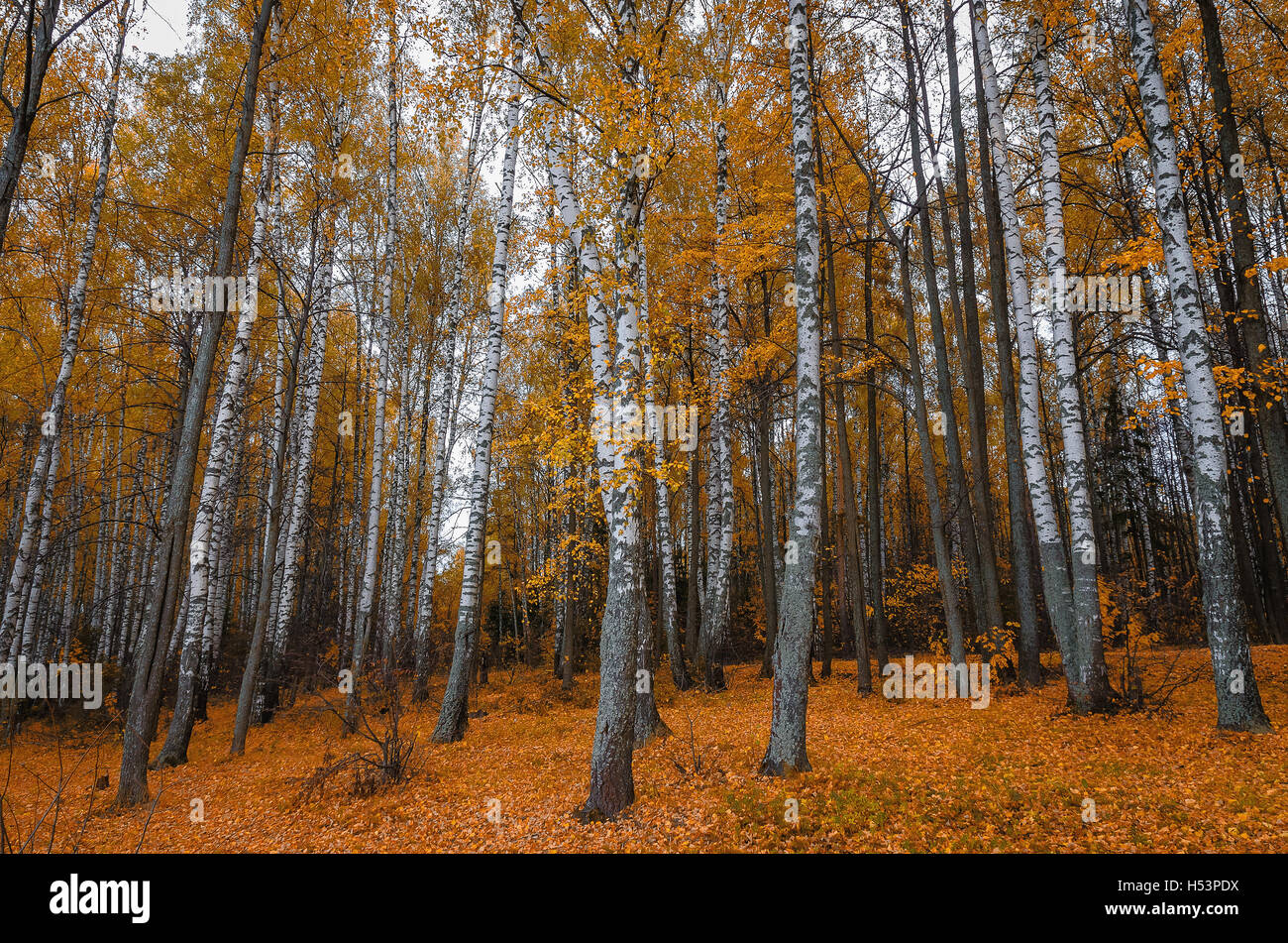 Golden autumn in the month of October in a beautiful forest Stock Photo ...