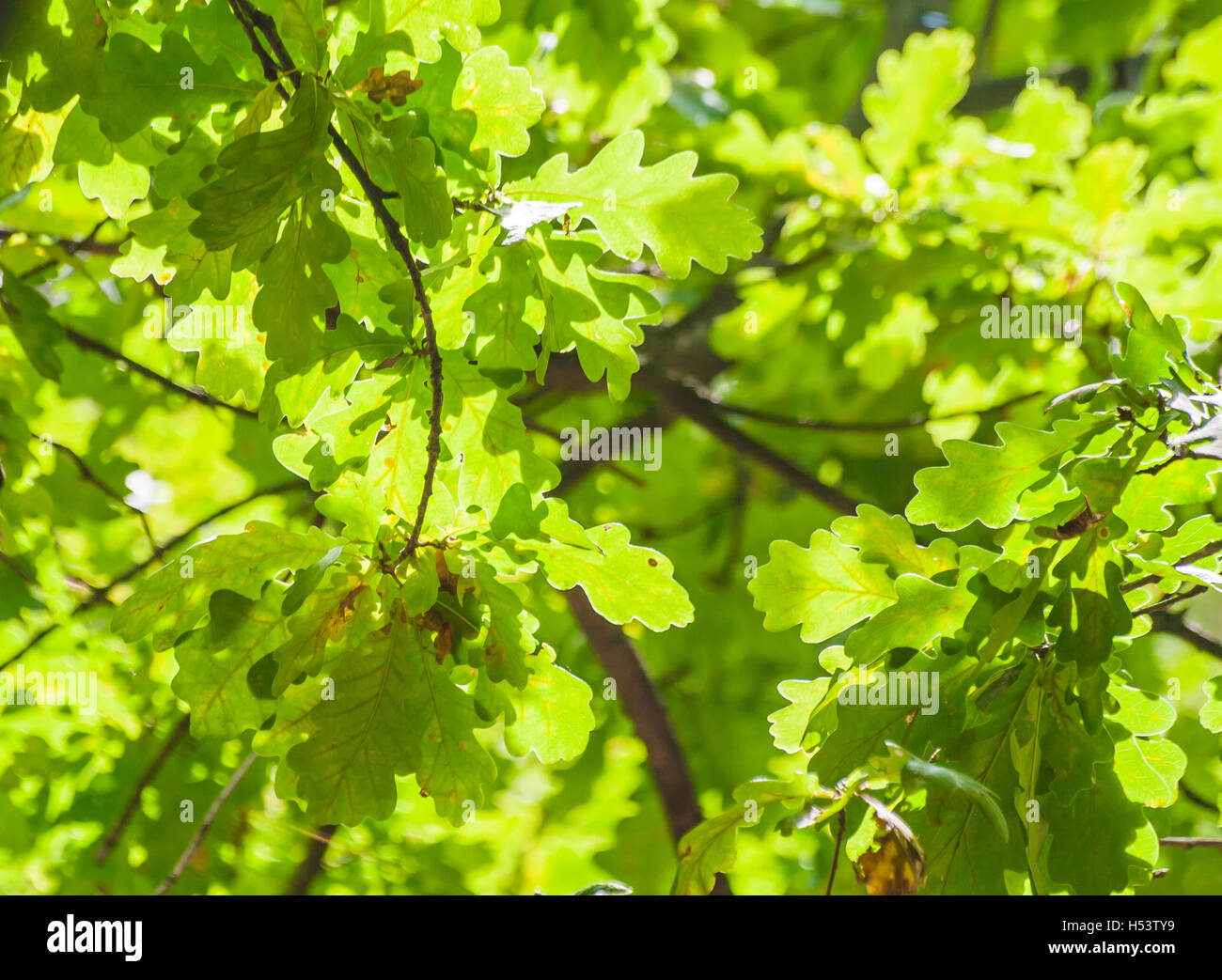 background of green oak leaves in sunlight Stock Photo - Alamy
