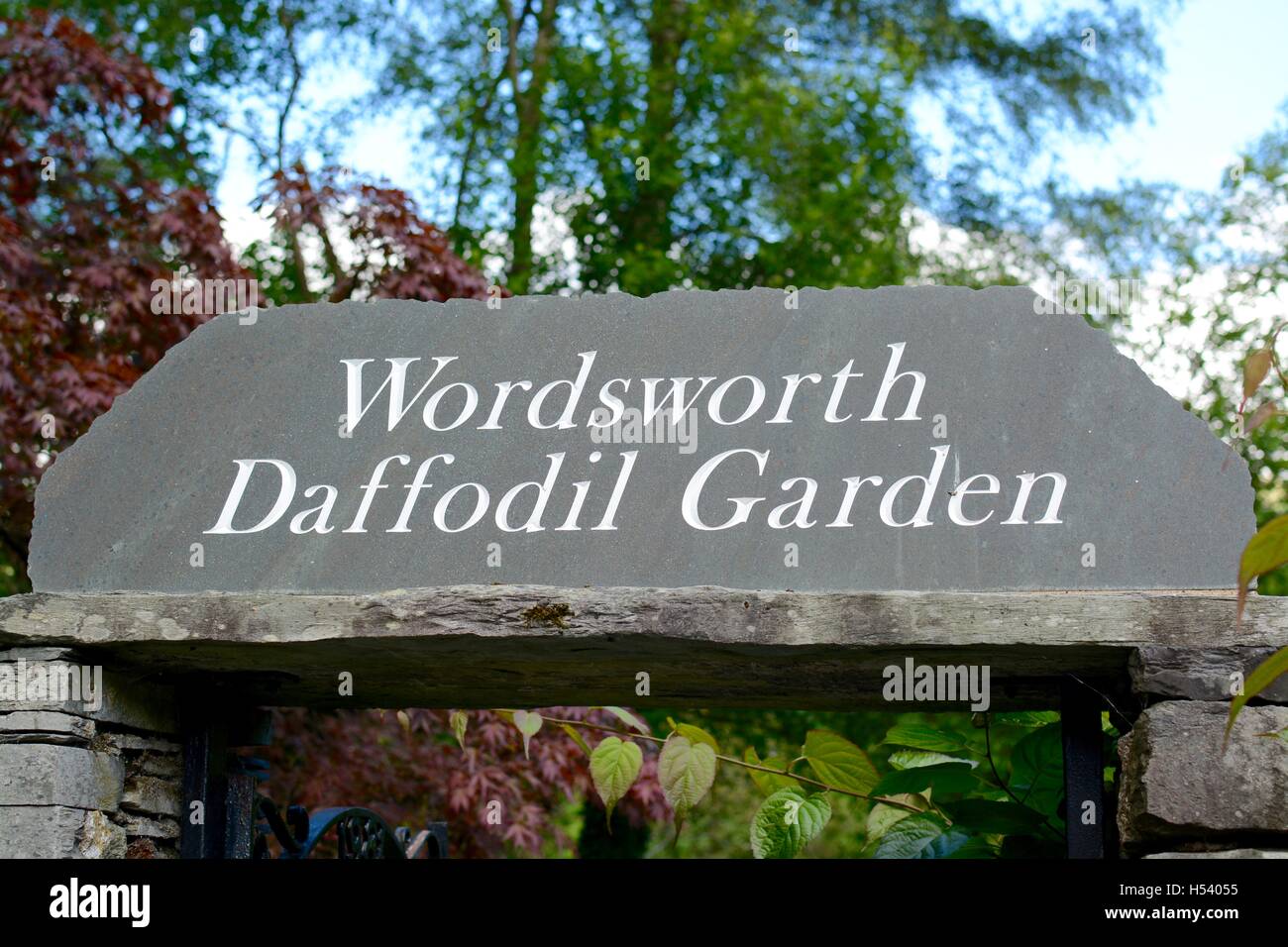 Wordsworth Daffodil Garden Stock Photo Alamy