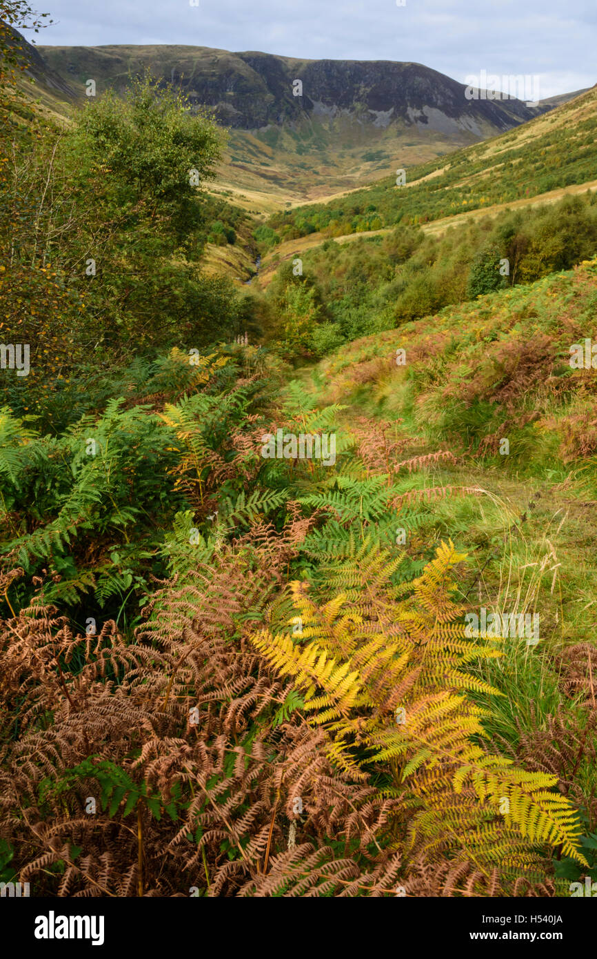 Carrifran Wildwood, a woodland restoration/rewilding project by Borders Forest Trust, Dumfries & Galloway, Scotland. Stock Photo