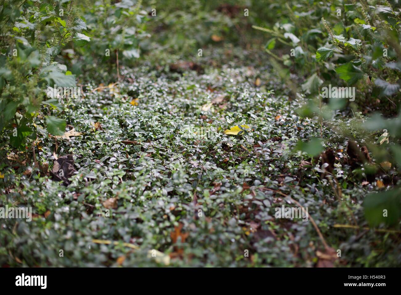 Green weeds hi-res stock photography and images - Alamy