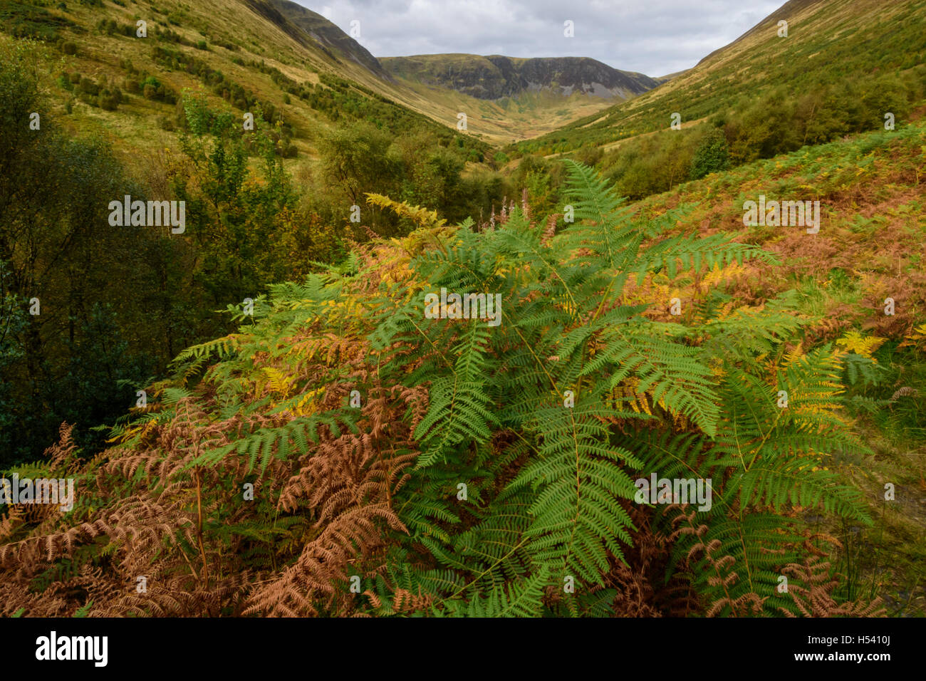 Carrifran Wildwood, a woodland restoration/rewilding project by Borders Forest Trust, Dumfries & Galloway, Scotland. Stock Photo
