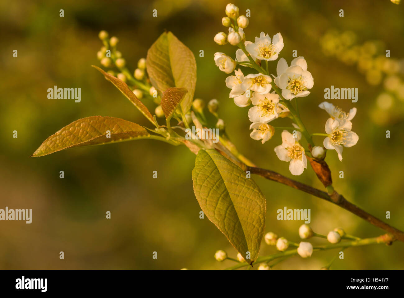 Bird Cherry (Prunus padus) flowering, spring, South Lanarkshire, Scotland Stock Photo Alamy