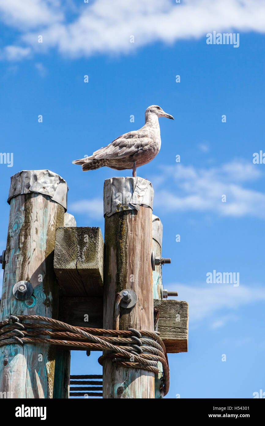 A grey juvenile Western Herring Gull (Larus occidentalis) standing atop a dock post looking for food. The bird is common in Nort Stock Photo