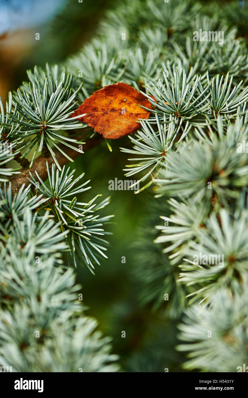 A solitary  beech tree leaf  aoo the autumn fall nestles on the eveergreen needles of an atlantic cedar. Stock Photo