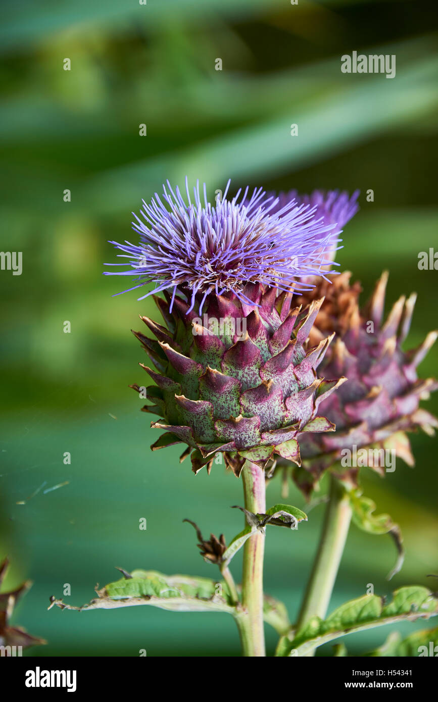 The Cardoon Cynara Cardunculus Also Called The Artichoke Thistle