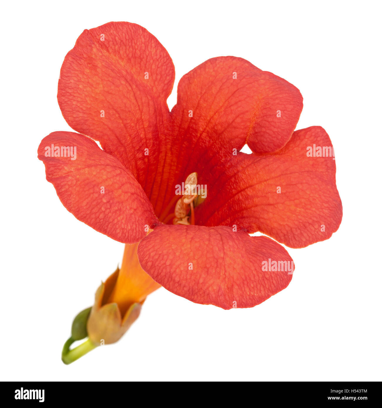 Trumpet creeper flower closeup isolated on white Stock Photo Alamy