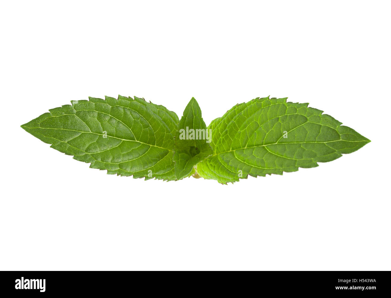 Peppermint leaf closeup isolated on white background Stock Photo Alamy