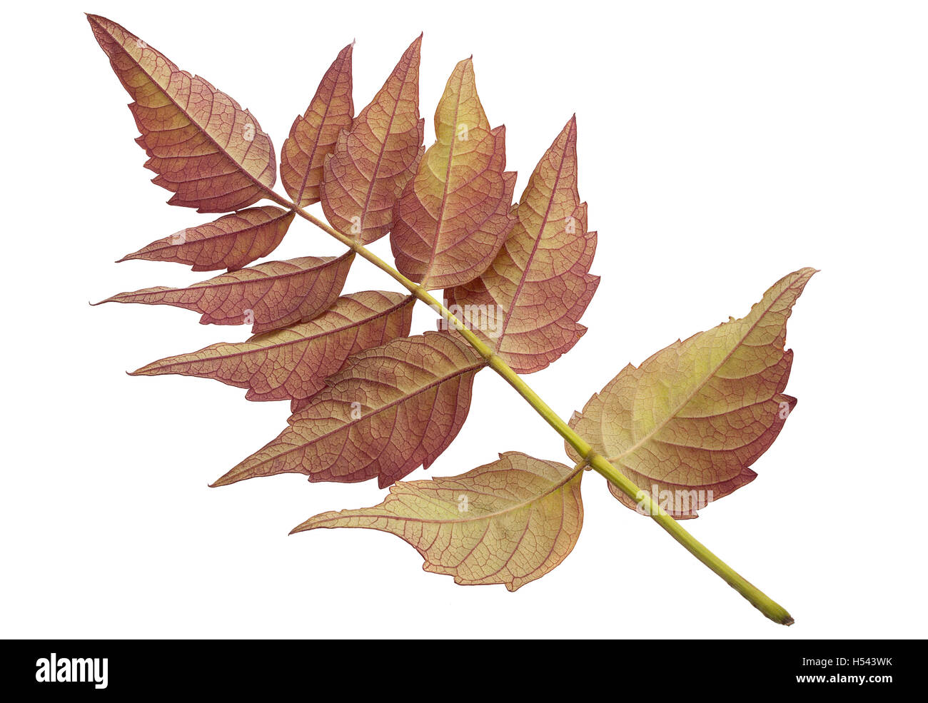 Trumpet creeper autumn leaf closeup isolated on white Stock Photo