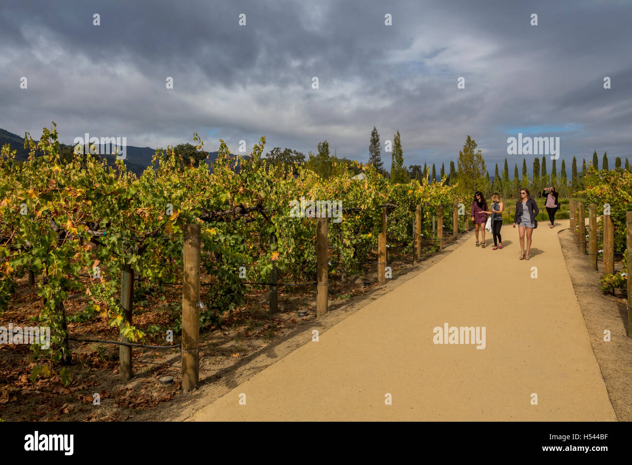 Cakebread vineyard hi-res stock photography and images - Alamy