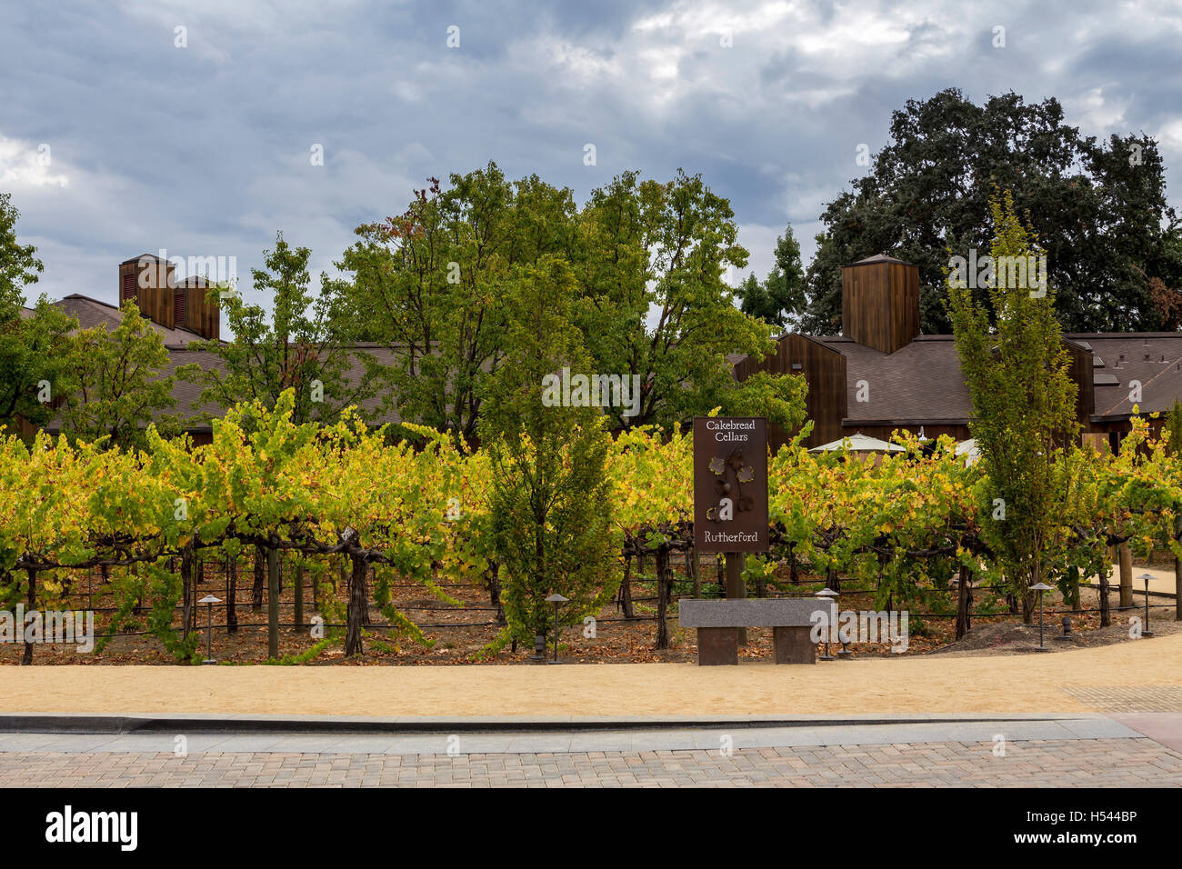 Sauvignon blanc grapes, grapes, grapevines, grape vineyard, vineyard ...