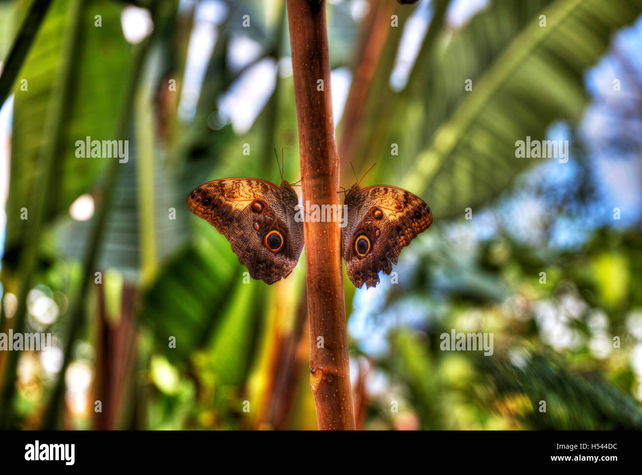 Dusky Giant Owl Butterfly butterflies butterfly's (Caligo illionius) in Costa Rica rainforest insect insects nature invertebrate Stock Photo