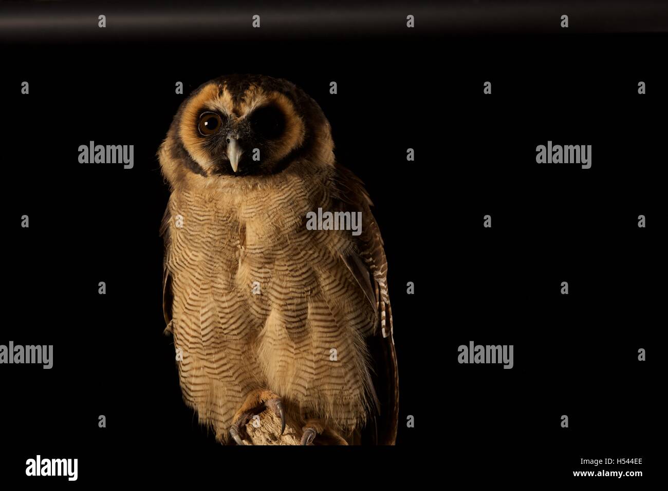 Striped Owl Stock Photo