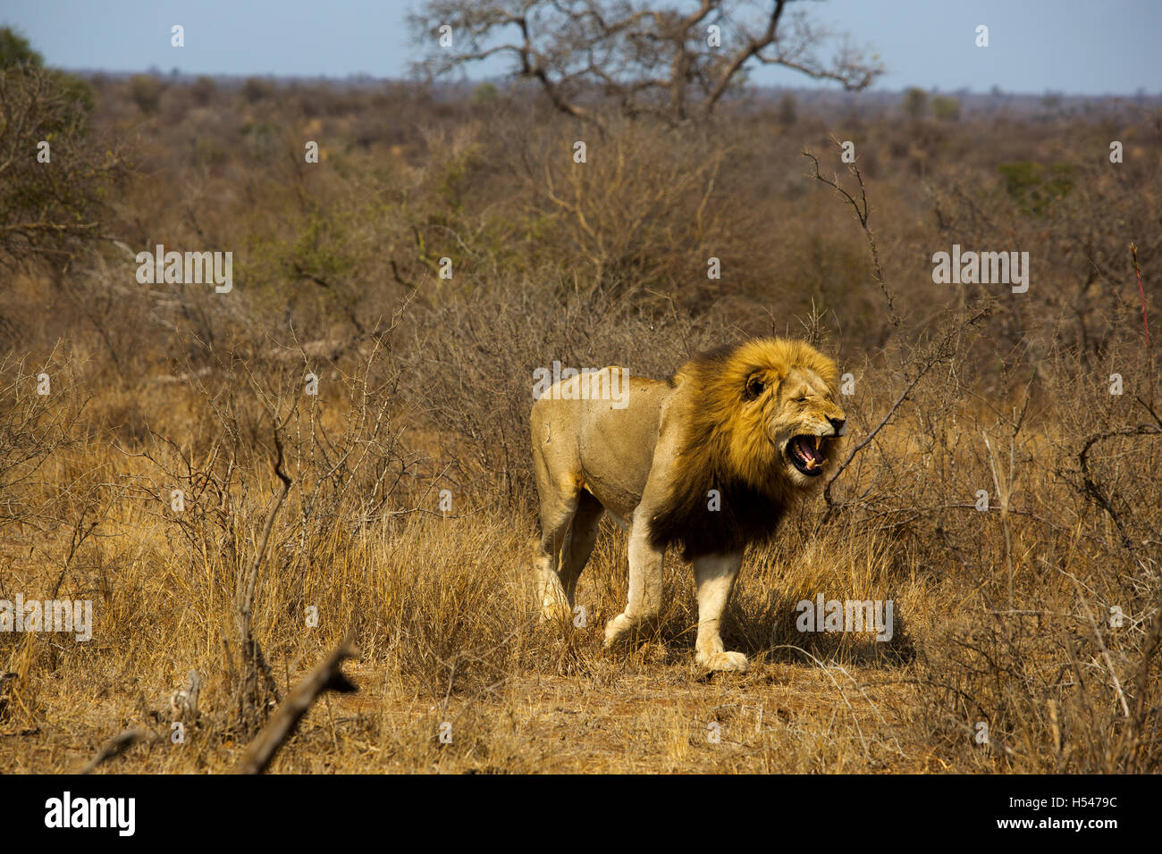 Maned male lion walking hi-res stock photography and images - Alamy