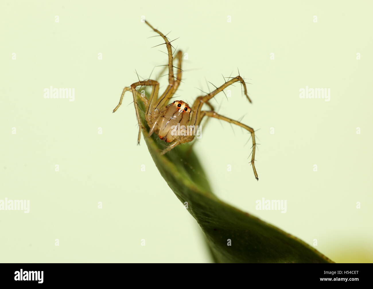 Female lynx spider on a defense stance on a leaf. Stock Photo