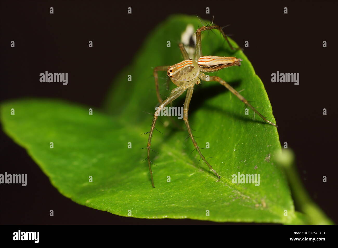 Female lynx spider on a defense stance on a leaf. Stock Photo