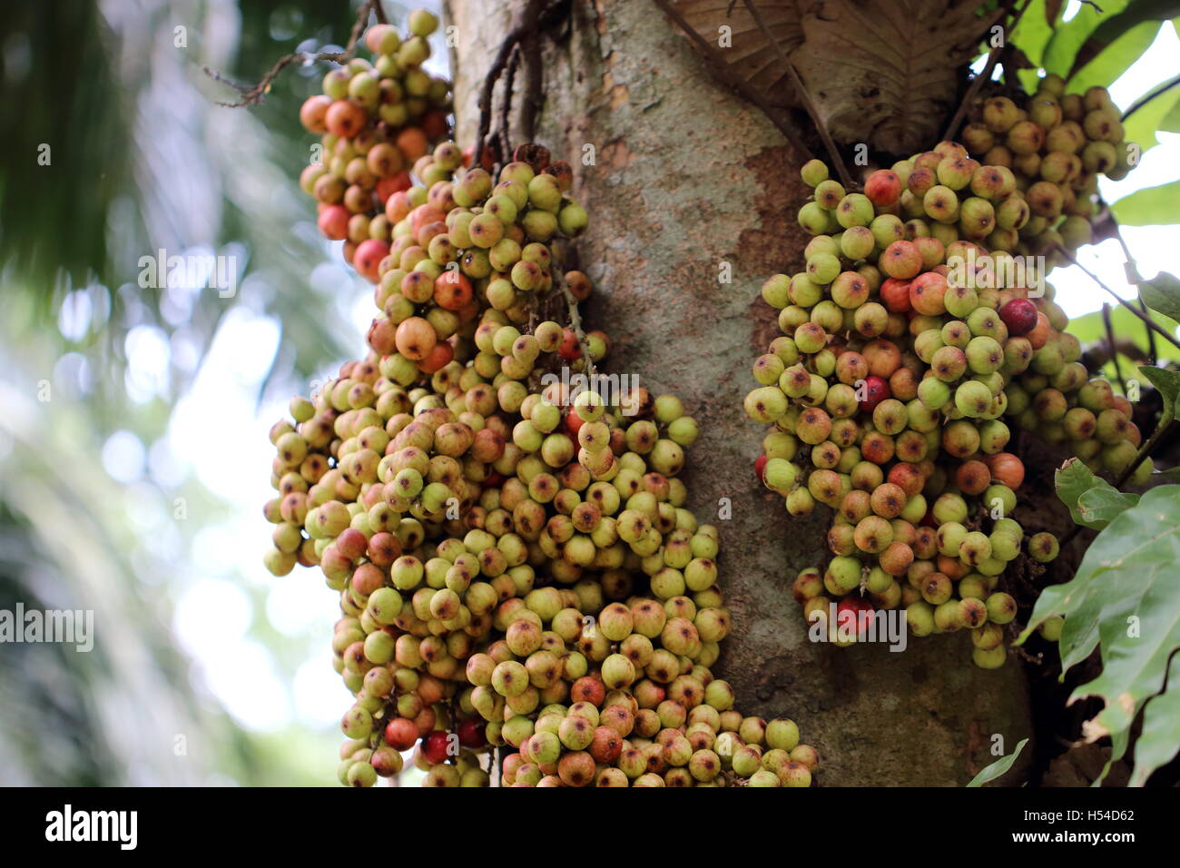 Cluster Fig (Ficus racemosa Linn) on tree Stock Photo Alamy