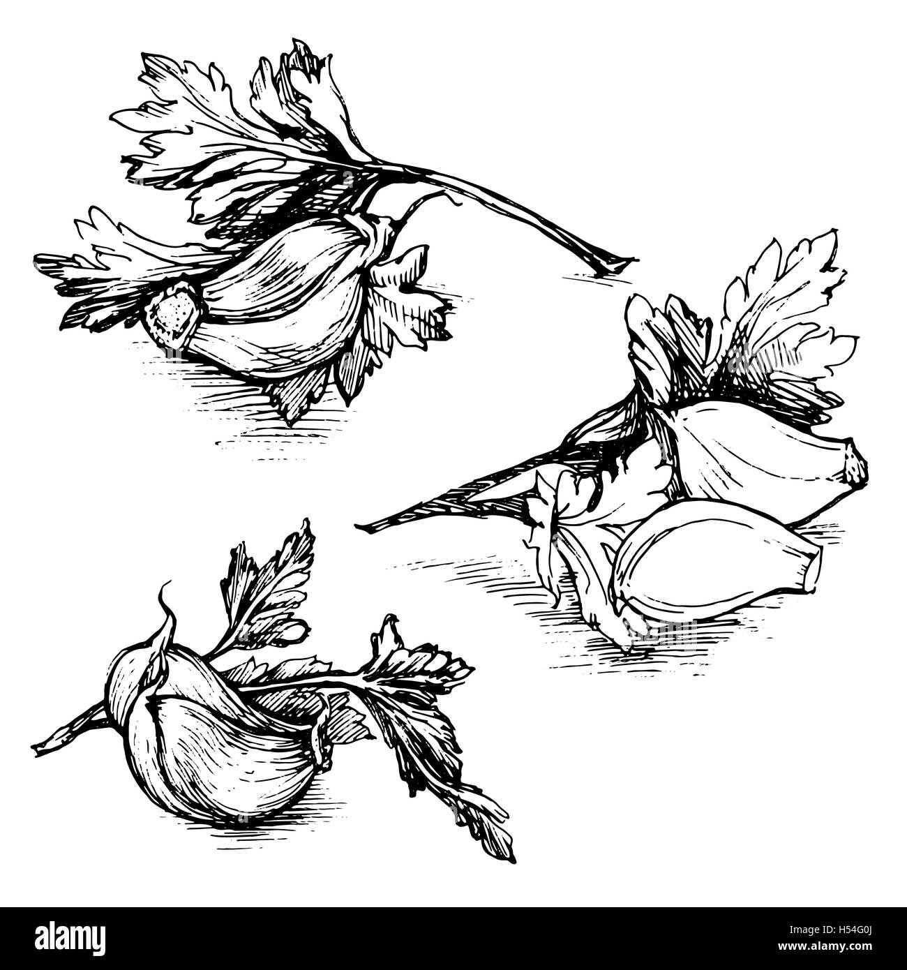 Vector hand drawn set of garlic with parsley. Herbs and spices sketch ...