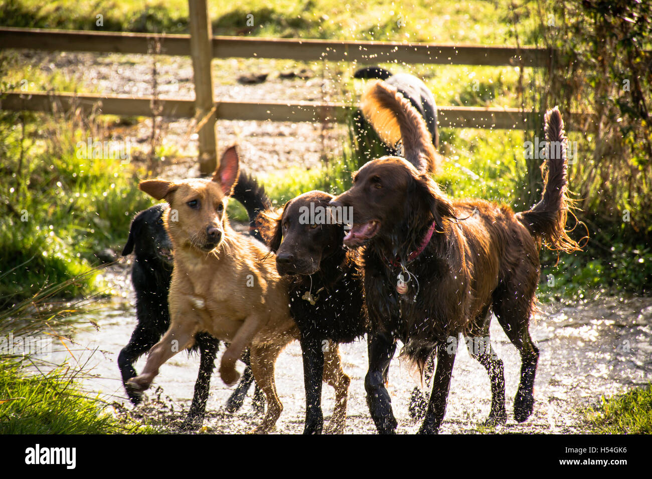 4 happy dogs playing spacing through a stream Stock Photo