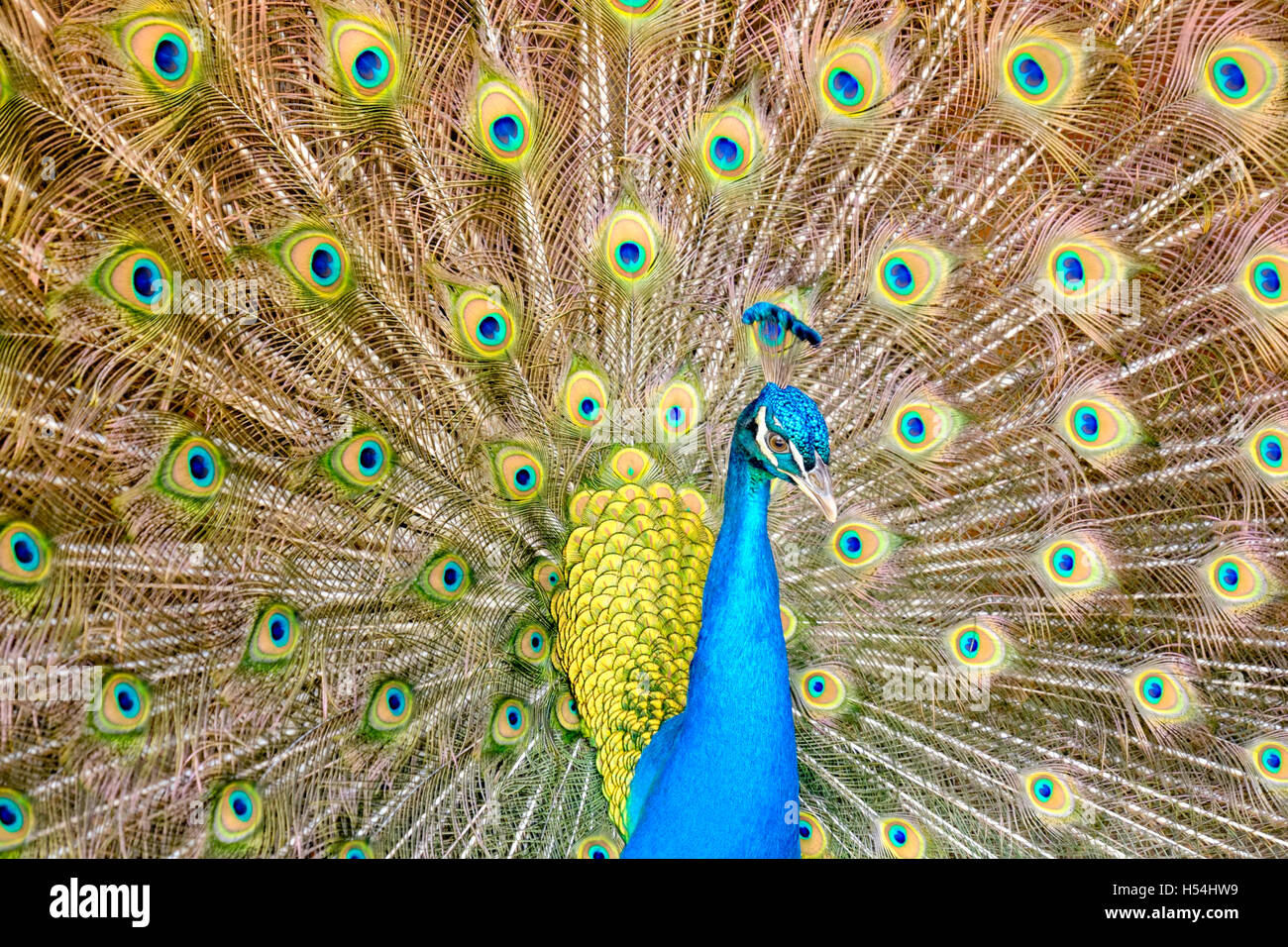 Male peacock (Pavo cristatus) struting his Stuff with a full fan of his tail. Stock Photo