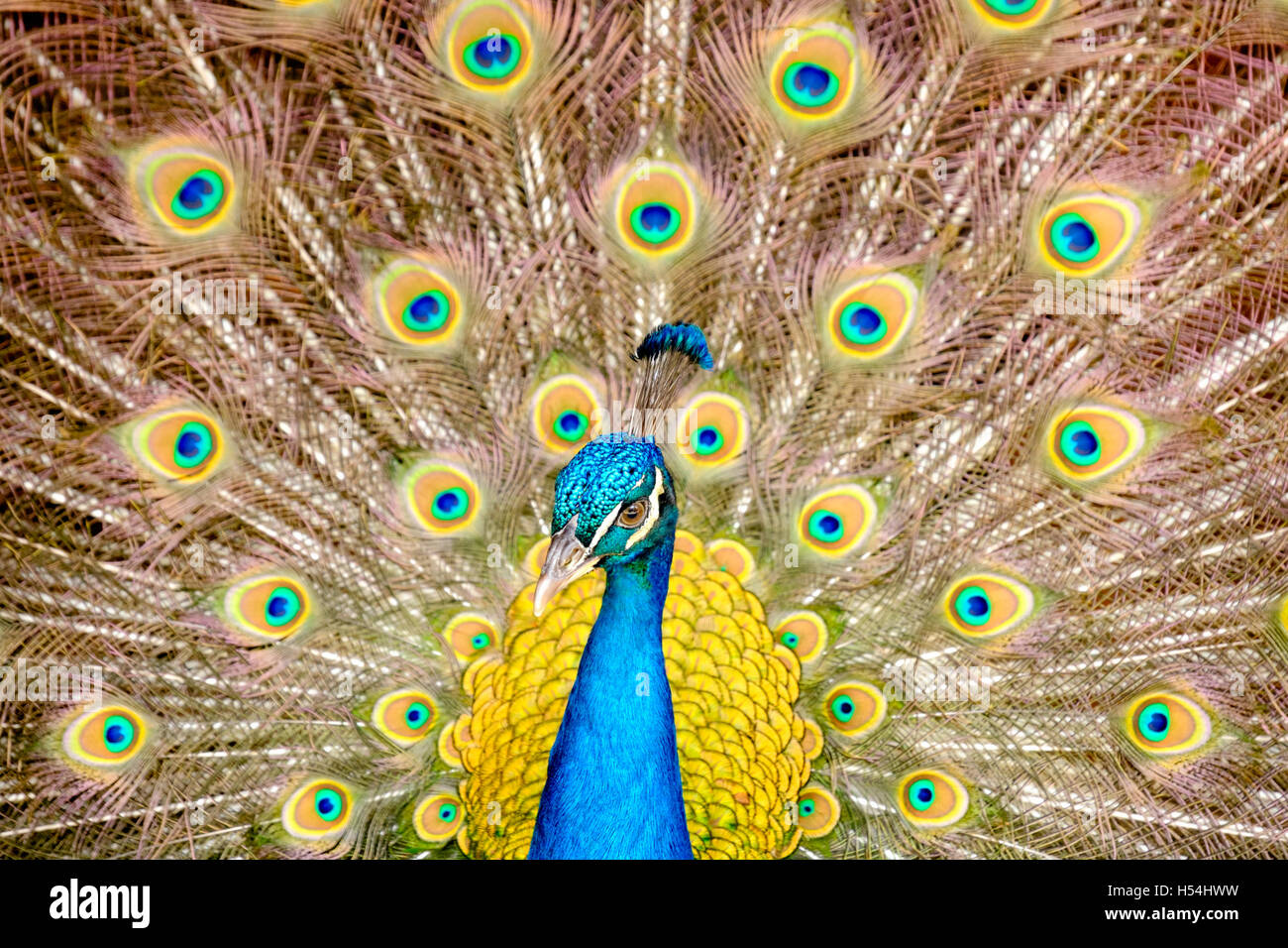 Male peacock (Pavo cristatus) struting his Stuff with a full fan of his tail. Stock Photo