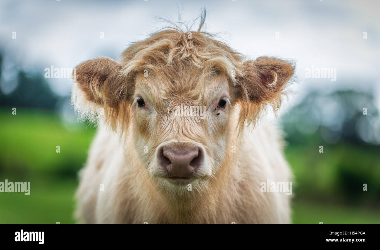 A calf of Highland cattle in a green field shot close up and with a ...