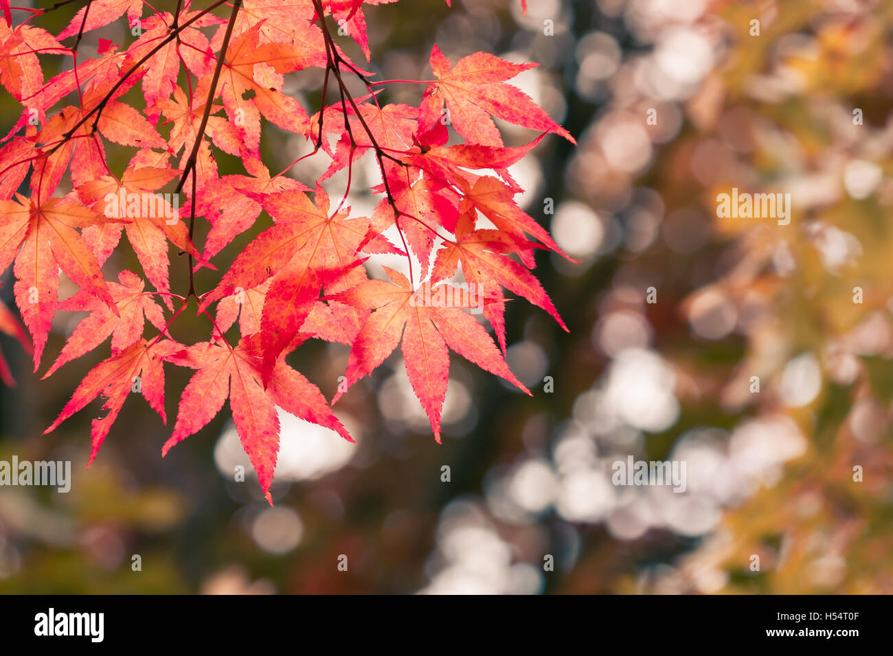Japanese maple leaves hi-res stock photography and images - Alamy