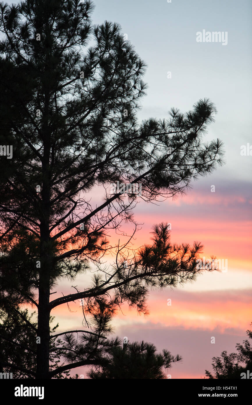 View of tree in Sunrise or Sunset in Houston, Texas Stock Photo