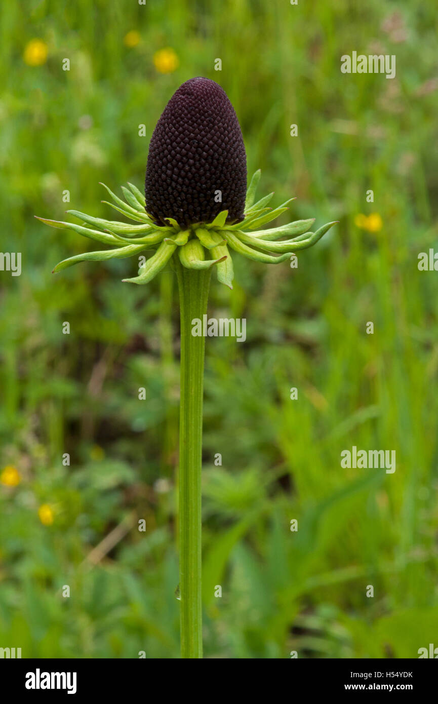 Western (rayless) coneflower (Rudbeckia Occidentalis) before bloom