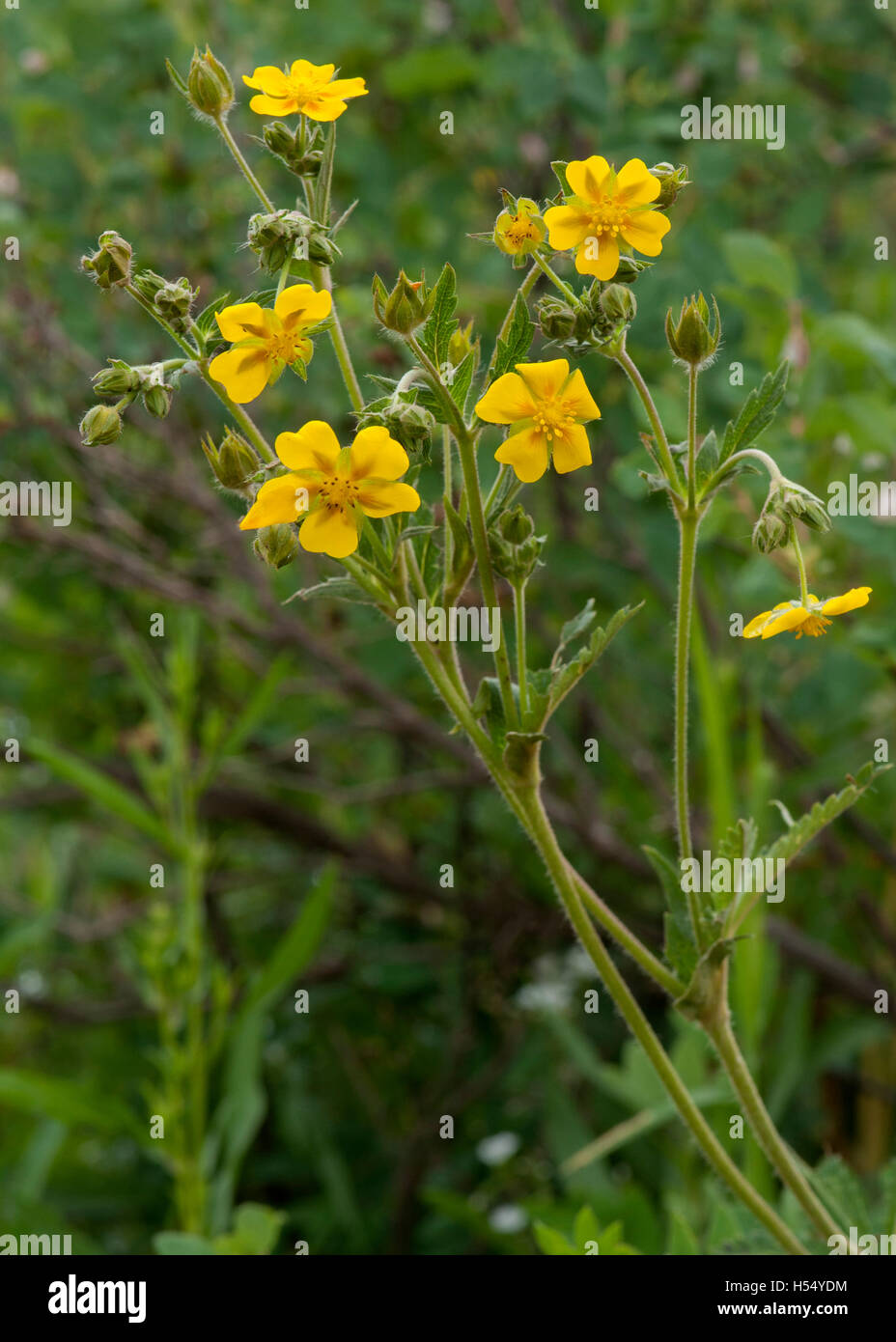 Identification is not certain, but this appears to be a Slender Cinquefoil (Potentilla gracilis) Stock Photo