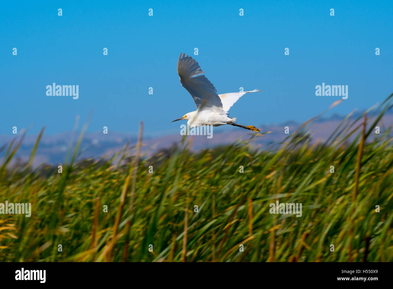 Snow Egret flying over wetlands. Stock Photo